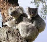 How much can koalas bear?