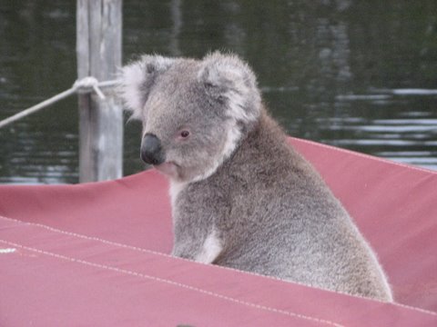Koala tales 