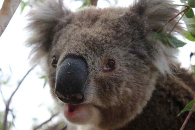 Living with koalas